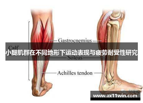 小腿肌群在不同地形下运动表现与疲劳耐受性研究