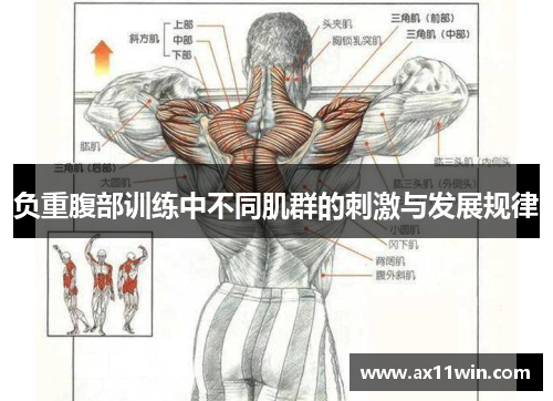 负重腹部训练中不同肌群的刺激与发展规律